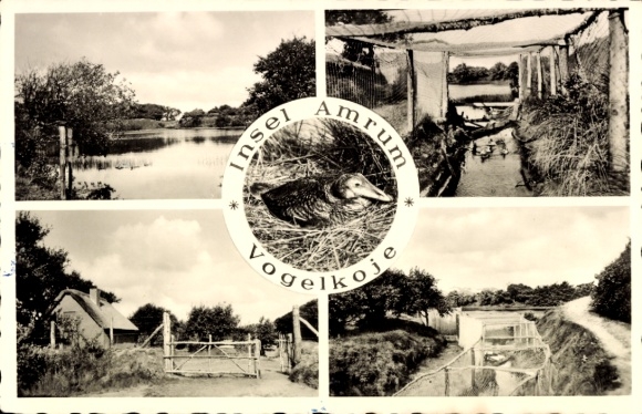 Insel Amrum Nordfriesland, Insel  Vogelkoje